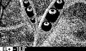 official Catalog GIF (1-bit still: screen-5-still.webp)